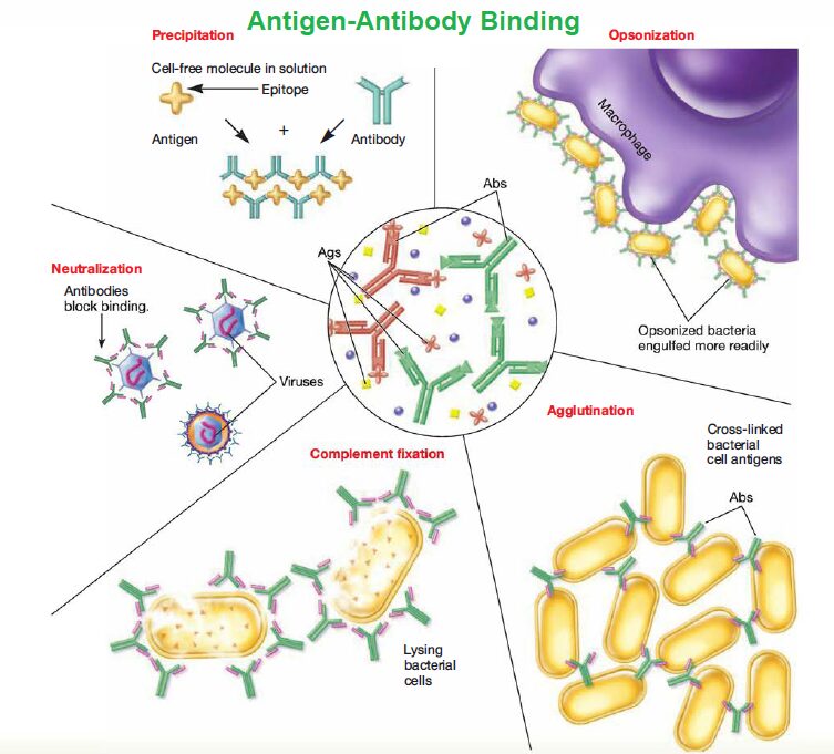 Antigen Antibody Binding