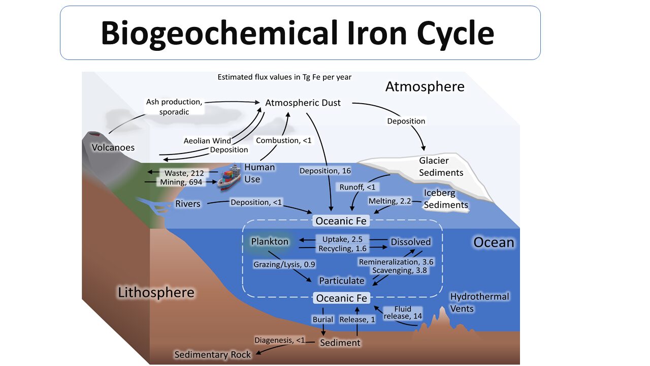 Biogeochemical Iron Cycle - Microbiology Notes