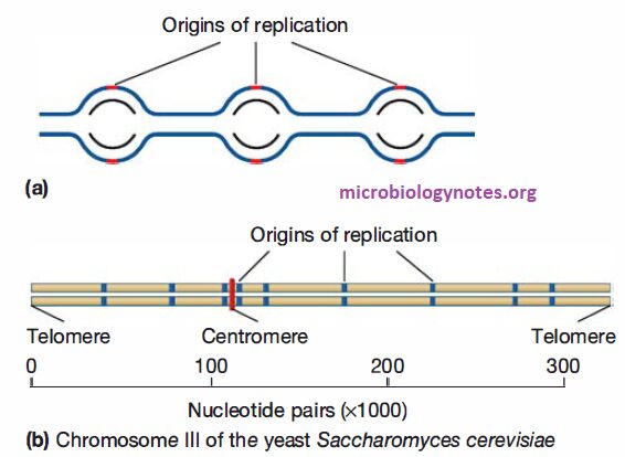 Eukaryotic Chromosomes Are Replicated from Multiple Origins of Replication.