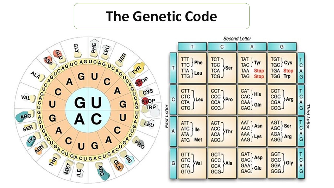 What Is A Genetic Code Biology