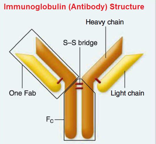 Immunoglobulin (Antibody) Structure