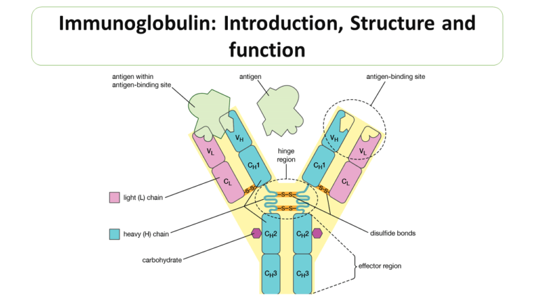 Immunoglobulin: Introduction, Structure and function