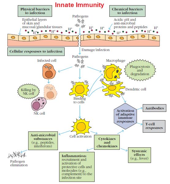 Innate Immunity physical and chemical barriers