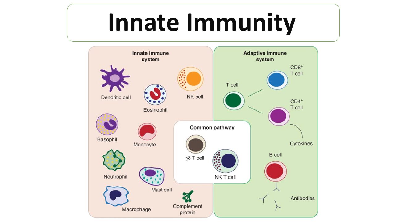 Innate Immunity Diagram