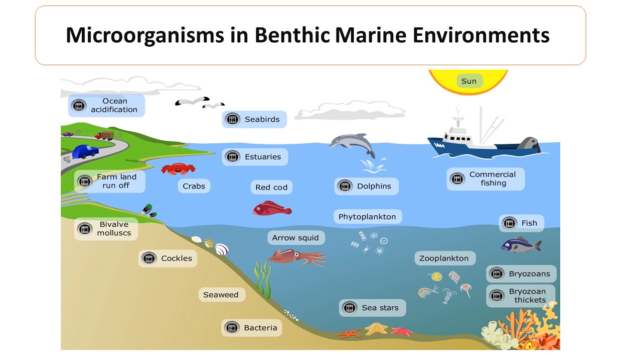 benthic-zone-organisms