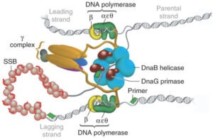 DNA Replication in eukaryotes: Initiation, Elongation and Termination