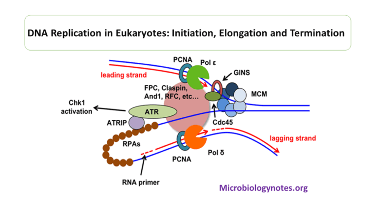 What Is Initiation In Dna Replication