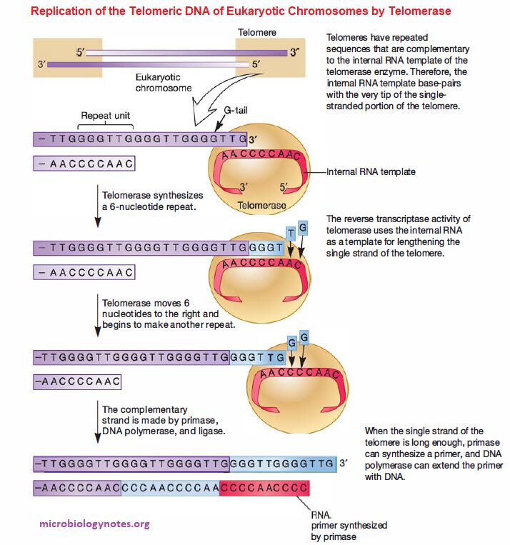 Dna Replication In Eukaryotes Initiation Elongation And Termination