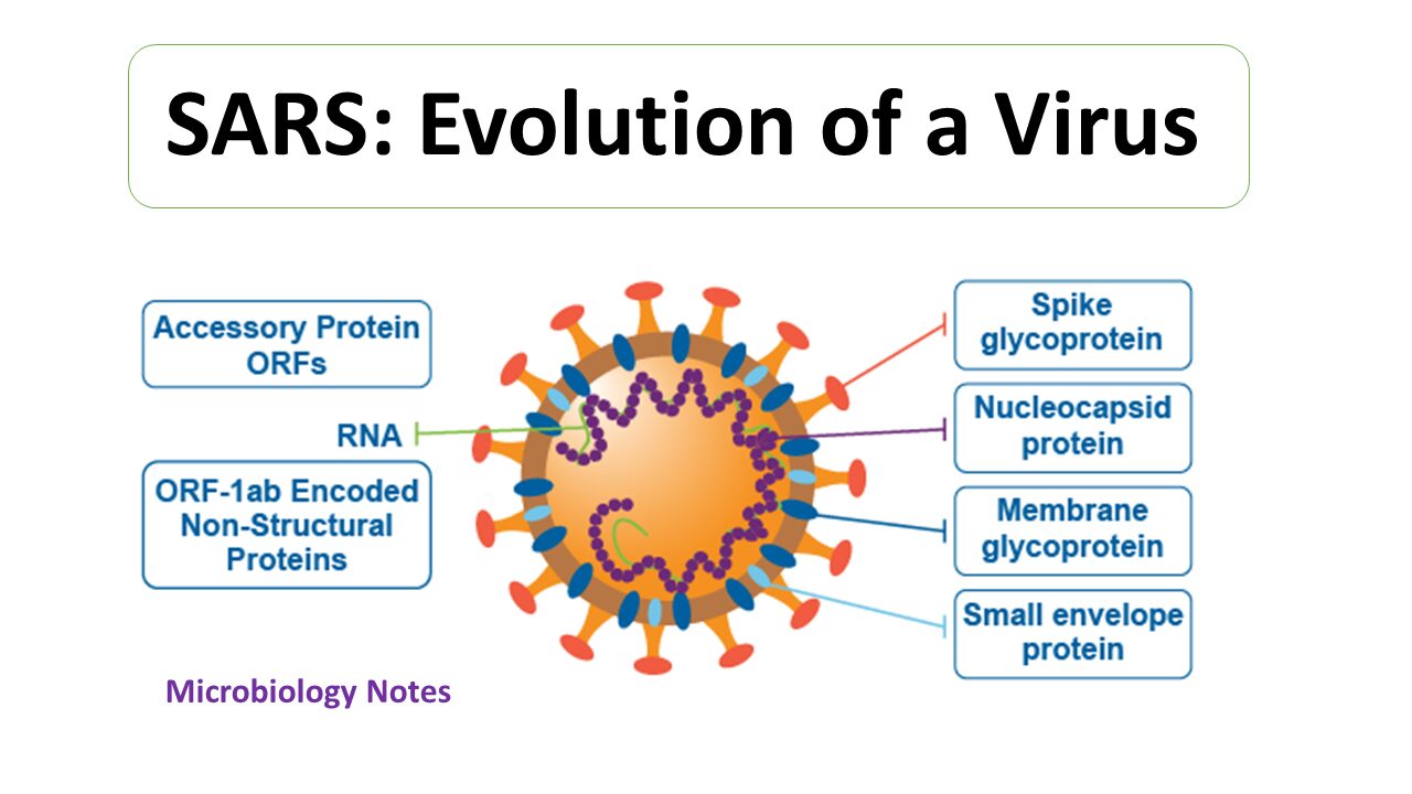 SARS микробиология. Kobuvirus микробиология. Альфа вирусы микробиология. РС вирус микробиология.