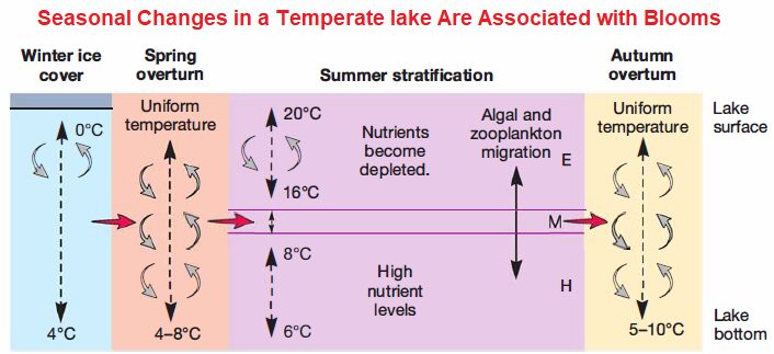 Seasonal Changes in a Temperate lake Are Associated with Blooms