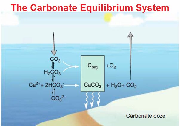 The Carbonate Equilibrium System
