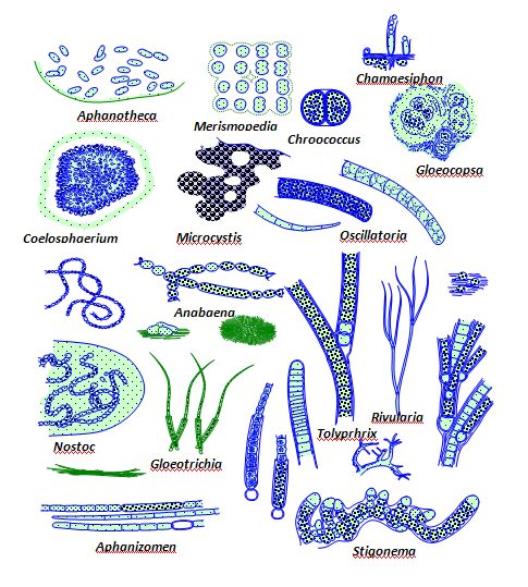 example of cyanobacteria