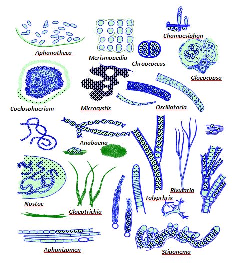 Microorganisms in Freshwater Ecosystems - Microbiology Notes