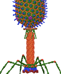 Bacteriophage