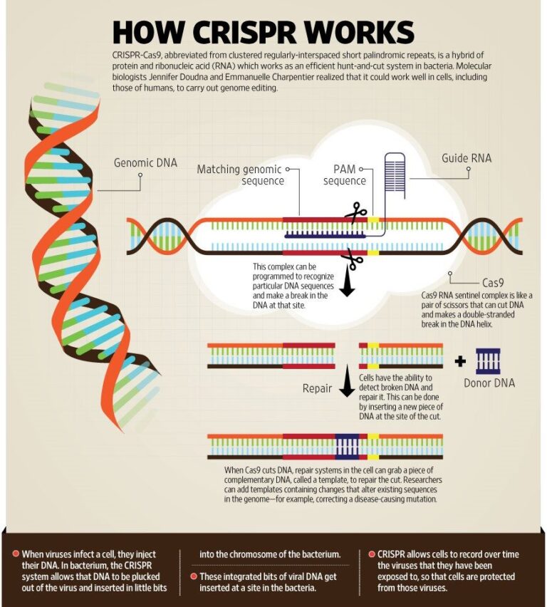 CRISPR-Cas9 Gene Editing Tool: Introduction, Principles, Uses ...