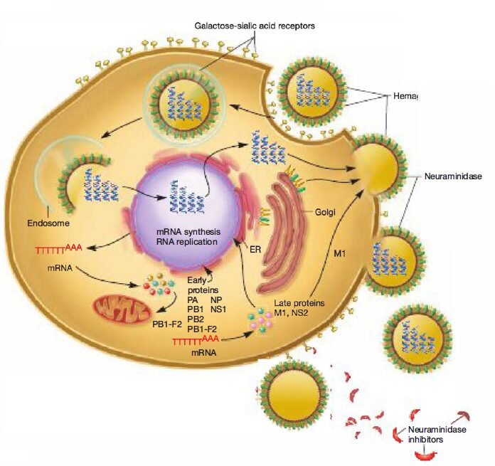 Influenza Infection