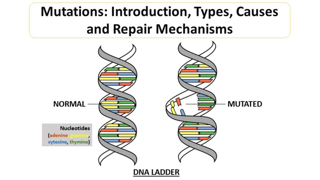 Mutation Grade 12 Notes