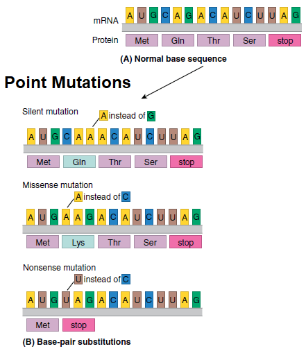Results of Point Mutations