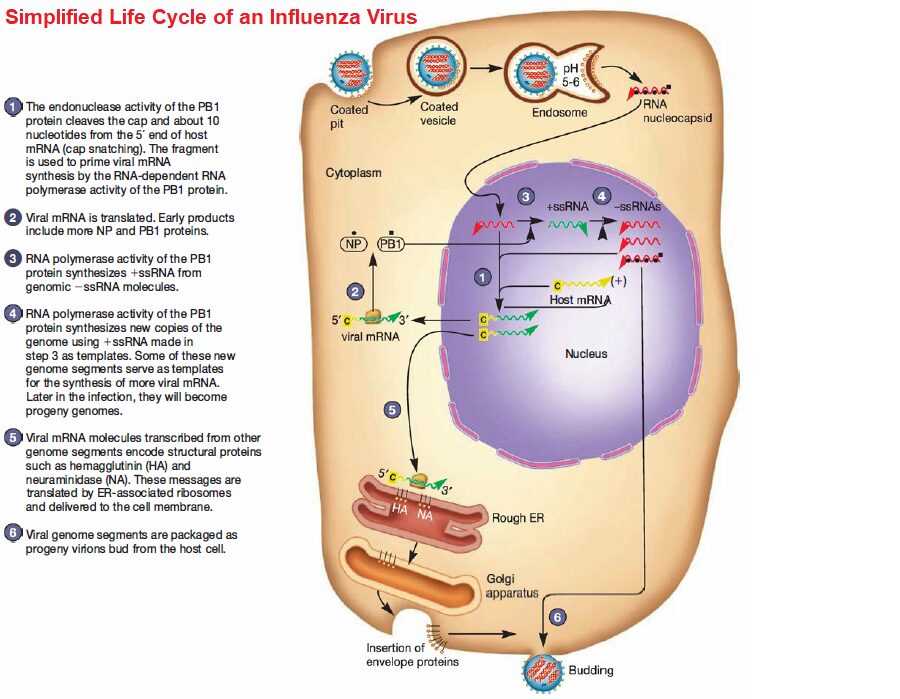 influenza virus life cycle