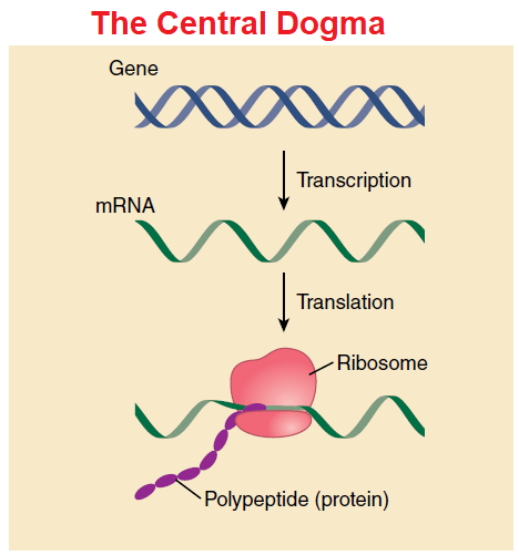 What is Gene Expression? - Microbiology Notes