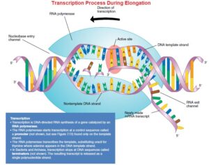 What is Gene Expression? - Microbiology Notes