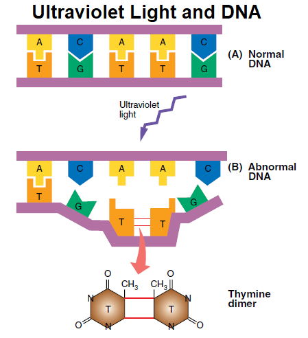 Ultraviolet Light and DNA