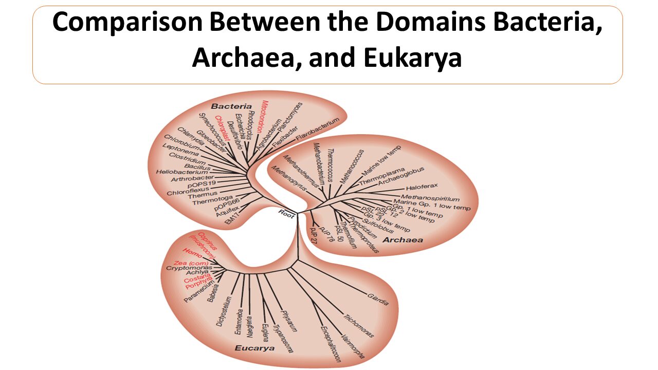 comparison-between-the-domains-bacteria-archaea-and-eukarya