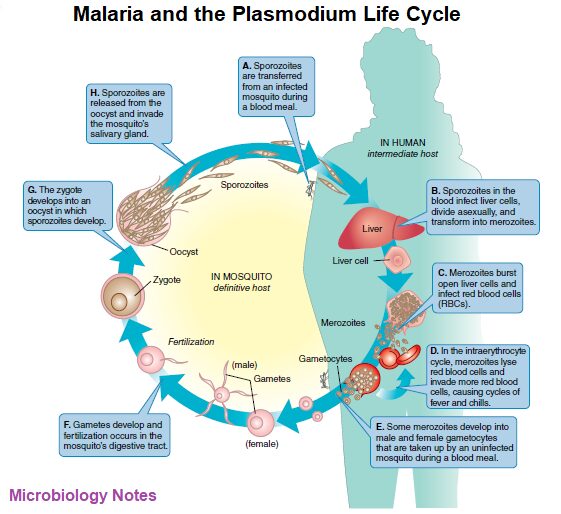 Malaria and the Plasmodium Life Cycle