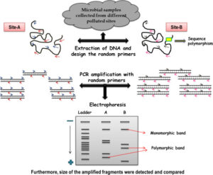 Microbial Identification and Strain Typing Using Molecular Techniques