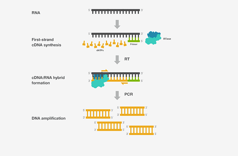 Reverse transcription polymerase chain reaction