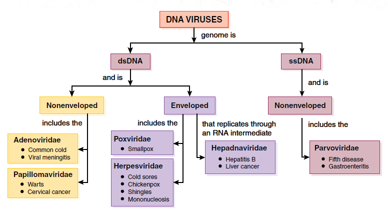 Herpes Viruses Classification