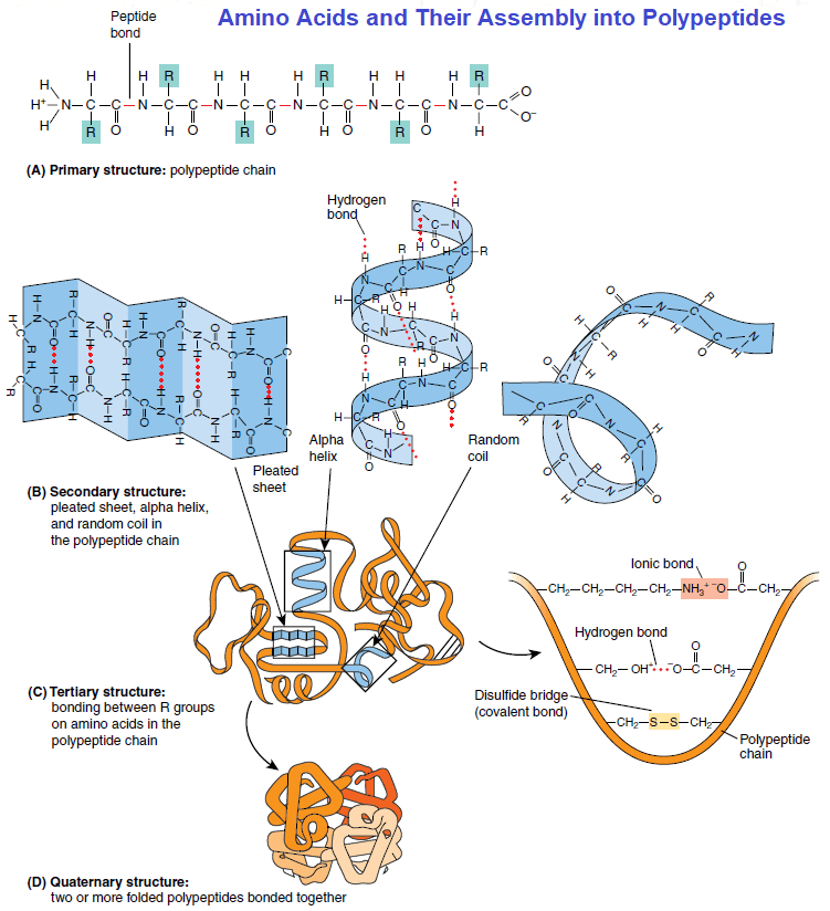 Proteins: Definition, Roles, Functions and Structure - Microbiology Notes