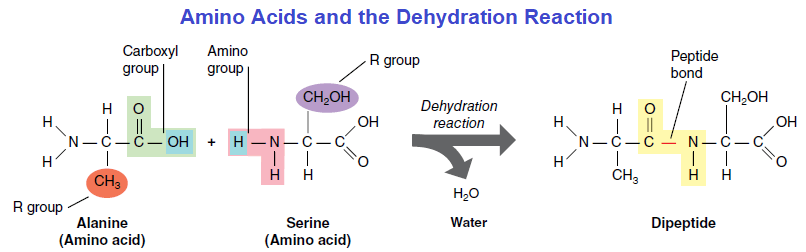 Proteins Definition Roles Functions And Structure Microbiology Notes