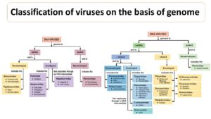 International Committee On Taxonomy Of Viruses (ICTV) - Microbiology Notes