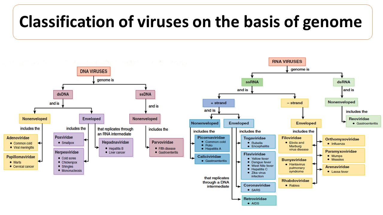 Types of viruses. Classification of viruses. RNA viruses. Kinds of viruses. Вирус DNA.