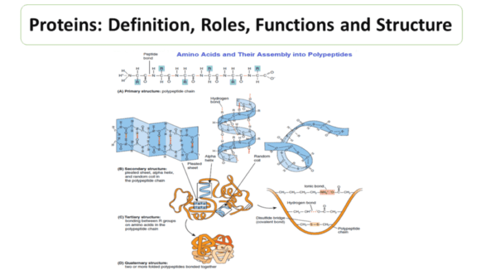 Proteins: Definition, Roles, Functions and Structure
