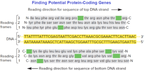 Finding Potential Protein-Coding Genes