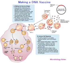 Making a DNA Vaccine