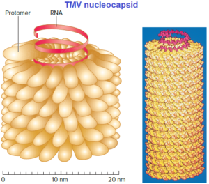 TMV nucleocapsid