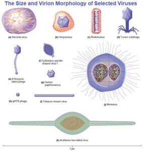 Virus Structure Types And Function Microbiology Notes