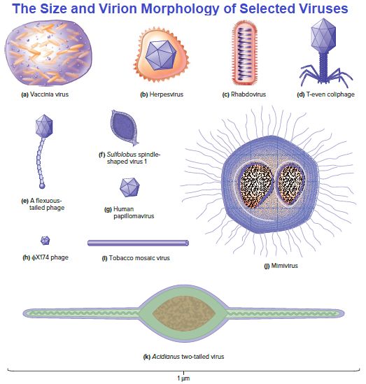 Virus: Structure; Types and Function | Microbiology Notes