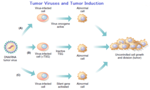 Tumor Viruses and Tumor Induction