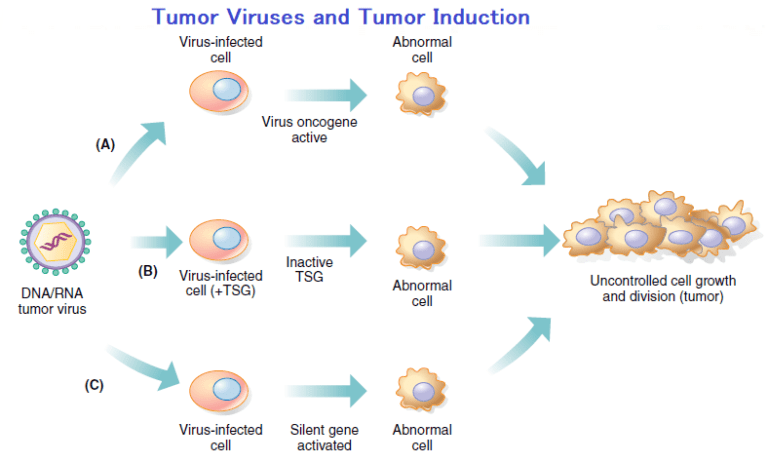 Viruses Associated With Human Tumors And Cancers Microbiology Notes