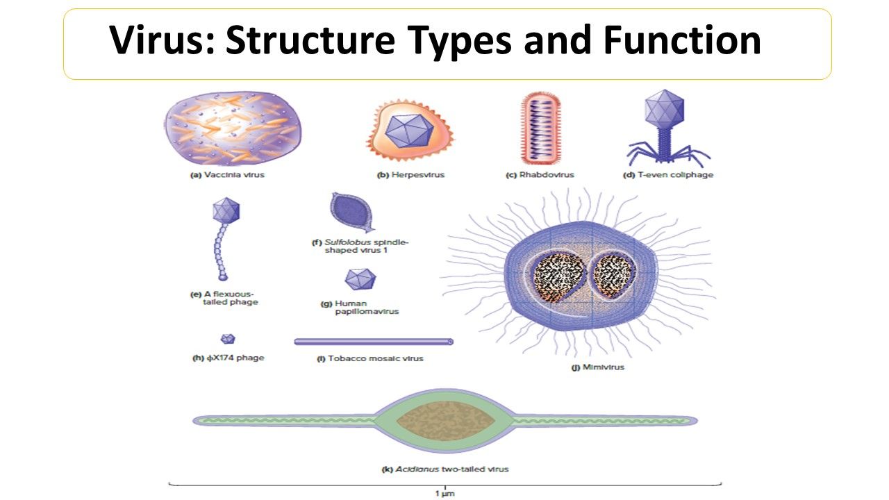 basic virus structure