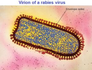 virion of a rabies virus