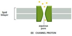 Schematic representation of Transporter and Channel