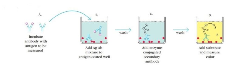 ELISA- Principle, Types, Uses, Advantages And Disadvantages