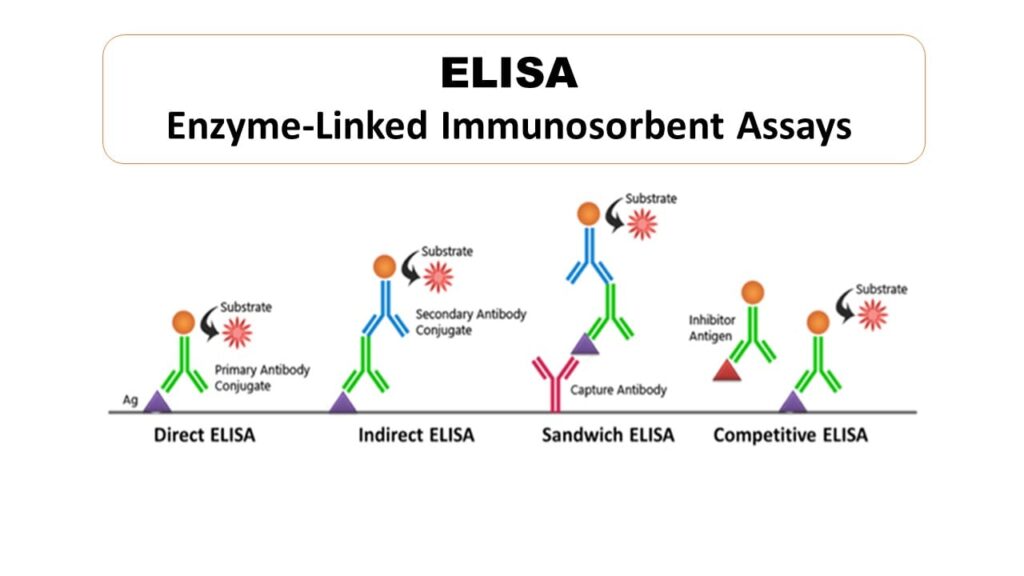 Direct Elisa Microbiology Notes Hot Sex Picture