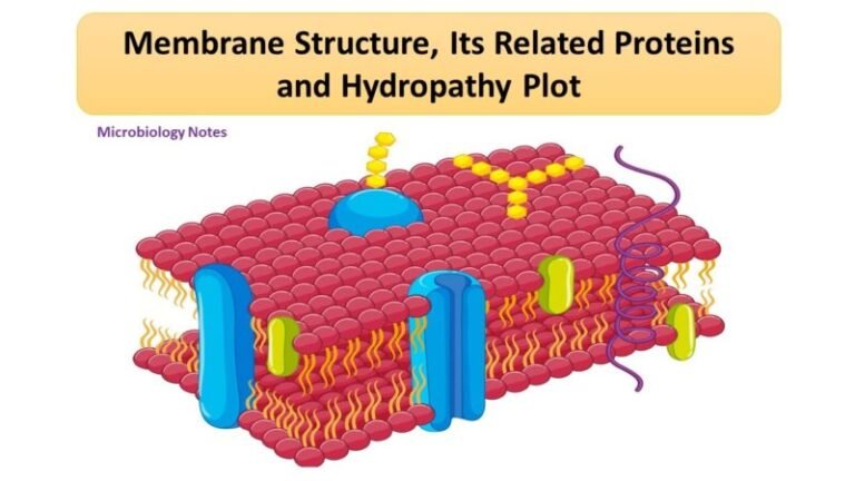Membrane Structure, Its Related Proteins and Hydropathy Plot