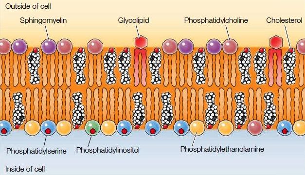 Plasma Membrane- Structure, Properties, Lipid Rafts and Glycolipids